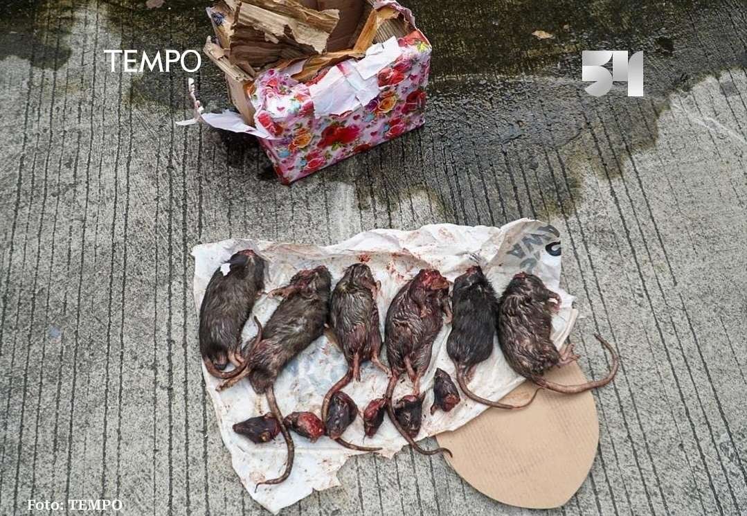 IPW Dukung Polri Usut Teror Kepala Babi dan Bangkai Tikus ke Tempo