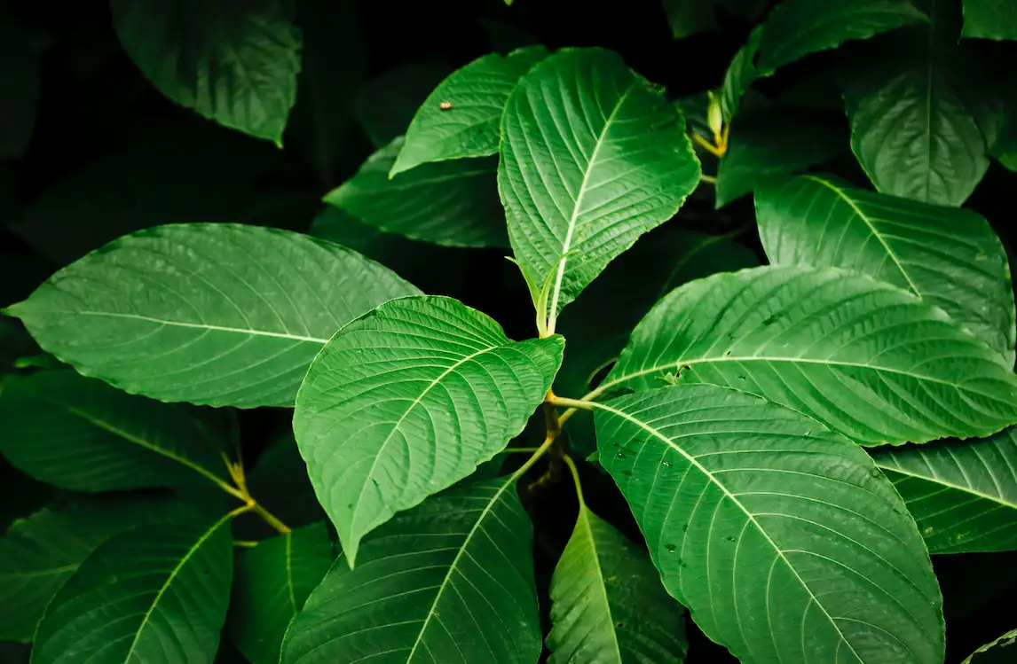 Pemerintah Perkuat Konservasi dan Tata Kelola Ekspor Kratom dan Satwa Dilindungi