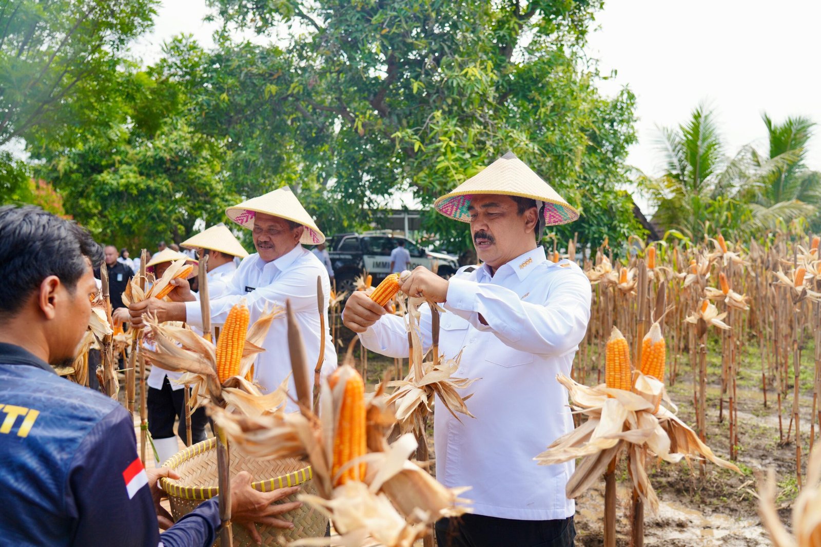 Menteri Imipas Panen Jagung Bareng Warga Binaan di Lapas Kendal